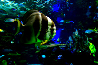 Toronto Aquarium